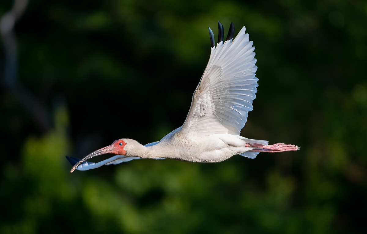 October 2023 - Nature - Christopher Sulllivan - White Ibis in Flight